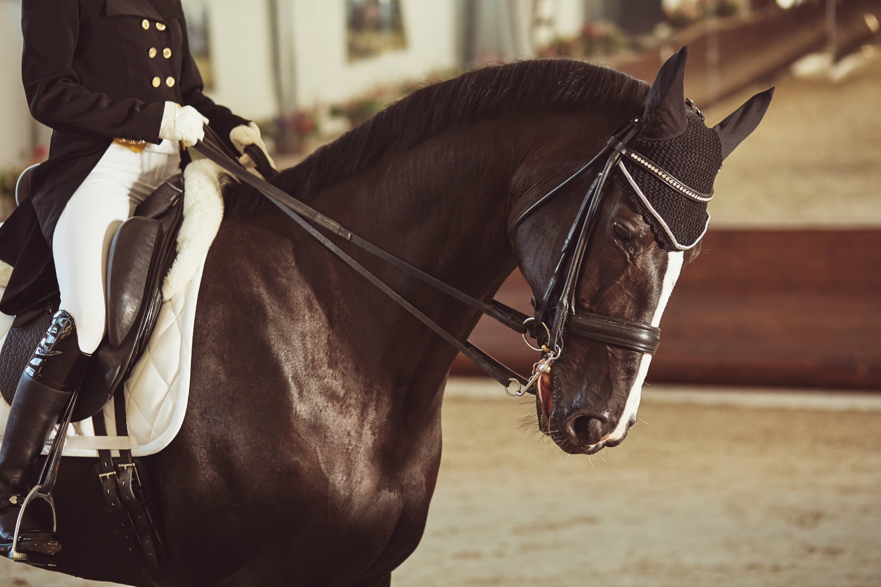 Ferco_Dressage_Indoor_Arena_Premier_Grandstand_Horse_1_smaller